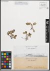 Foto von Salix reticulata L.